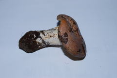 Lactarius argillaceifolius image