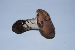 Lactarius argillaceifolius var. megacarpus image