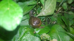 Macrochlamys hippocastaneum