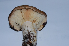 Lactarius argillaceifolius image