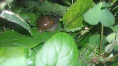 Macrochlamys hippocastaneum