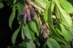Mucuna championii