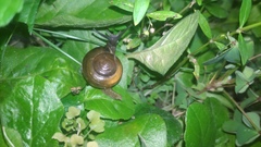 Macrochlamys hippocastaneum