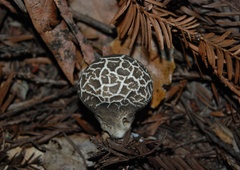 Lycoperdon umbrinum image