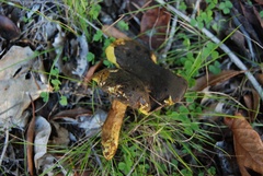 Phylloporus arenicola image