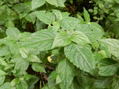 Strobilanthes rankanensis
