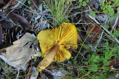 Phylloporus arenicola image