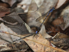 Argia oculata