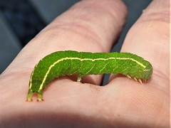 Panopoda