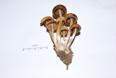 Psathyrella piluliformis image