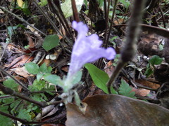 Strobilanthes rankanensis