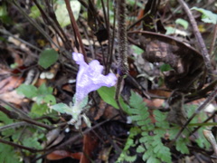 Strobilanthes rankanensis