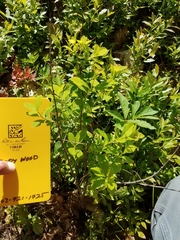 Spiraea alba latifolia