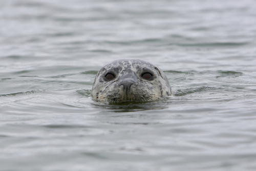 Pacific Harbor Seal photographed in California