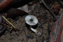 Lepiota atrodisca image