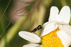 Adela paludicolella