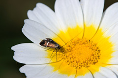 Adela paludicolella