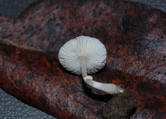 Lepiota atrodisca image