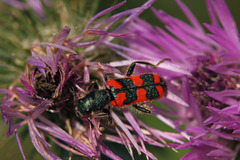 Trichodes creticus