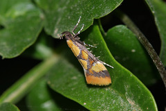 Epicallima icterinella