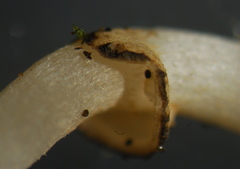 Lepiota atrodisca image