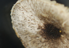 Lepiota atrodisca image