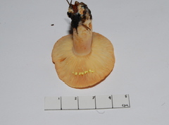 Lactarius xanthogalactus image
