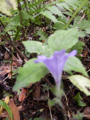 Strobilanthes rankanensis