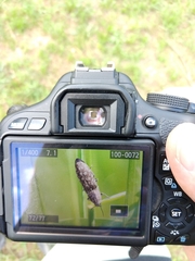 Actenicerus siaelandicus