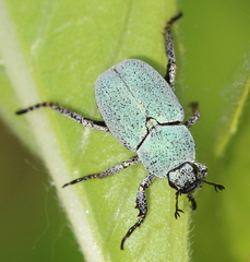 Hoplia parvula