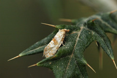 Cochylidia heydeniana