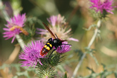 Megascolia maculata maculata