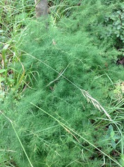 Asparagus tenuifolius