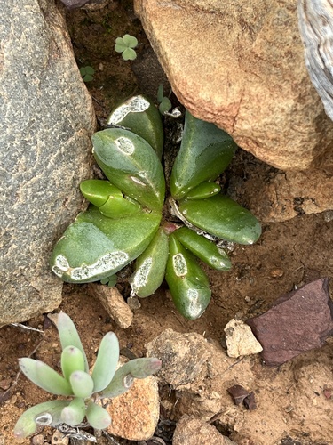 Image of Glottiphyllum suave by (c) Dave U, some rights reserved (CC BY-SA)