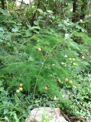 Asparagus tenuifolius