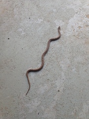 Hypsiglena ochrorhynchus klauberi