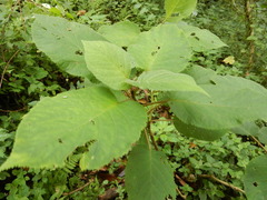 Hydrangea aspera