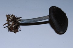 Entoloma subviduense image