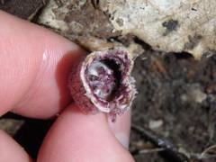 Hexastylis virginica