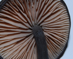 Entoloma subviduense image