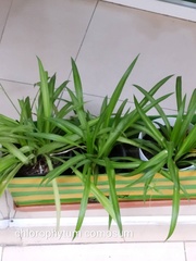 Chlorophytum comosum