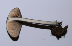 Entoloma subviduense image