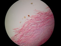 Entoloma subviduense image