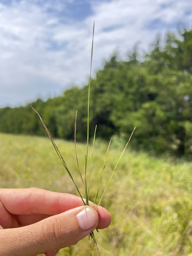 Image of Eleocharis wolfii by (c) Nathan Aaron, some rights reserved (CC BY)