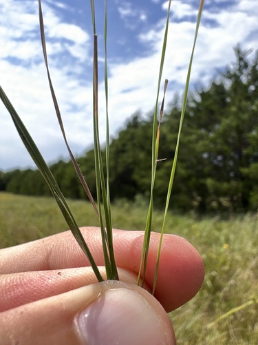 Image of Eleocharis wolfii by (c) Nathan Aaron, some rights reserved (CC BY)