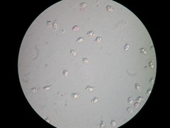 Entoloma subviduense image