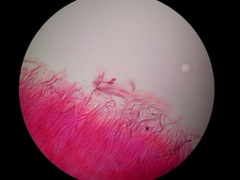 Entoloma subviduense image