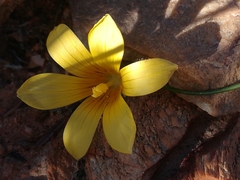 Romulea austinii