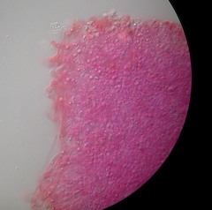 Entoloma subviduense image