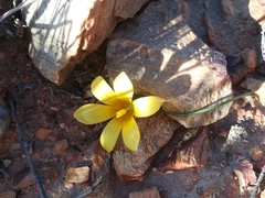 Romulea austinii